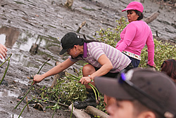 PhilHealth Employees Plant Mangroves in Navotas City